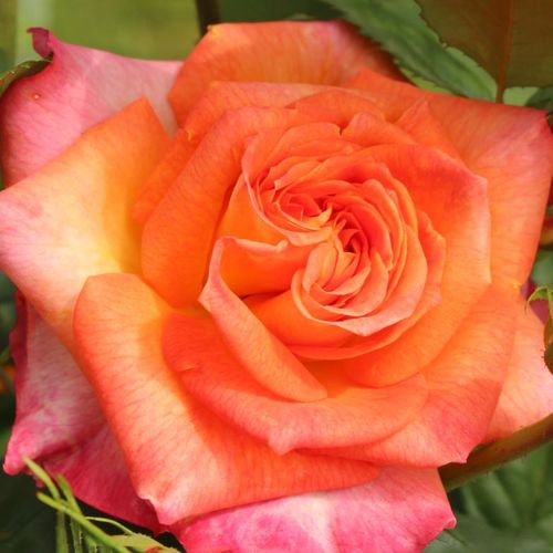 Vendita, rose rose floribunde - arancione - rosa - Rosa Feurio ® - rosa dal profumo discreto - W. Kordes & Sons - ,-
